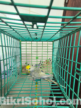 Budgi